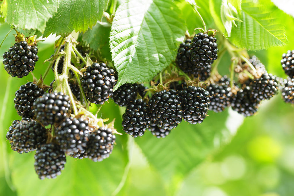 Barnoon Blackberry Dubbel: Seasonal, local and unique